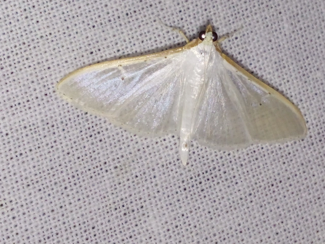 Palpita vitrealis - hófehér tűzmoly