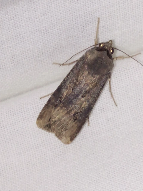 nagy földibagoly - Agrotis ipsilon