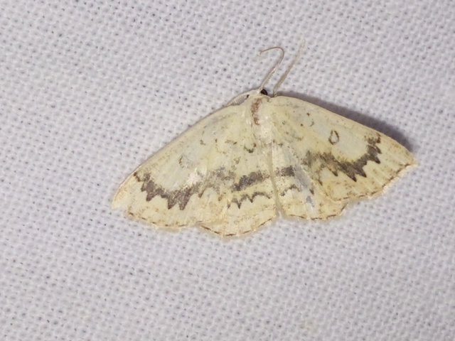 Cyclophora annularia - gyűrűs pettyesaraszoló