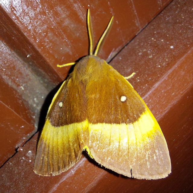 Lasiocampa quercus - tölgyfaszövő