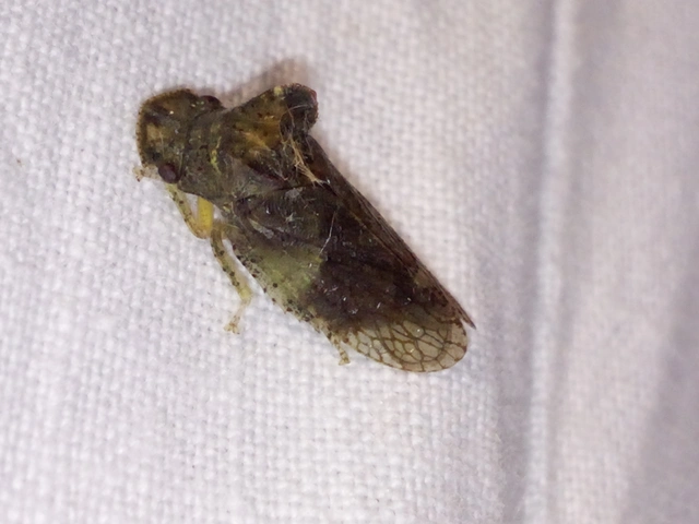 Ledra aurita - füleskabóca