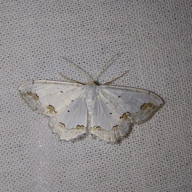 Scopula ornata - díszes fehéraraszoló