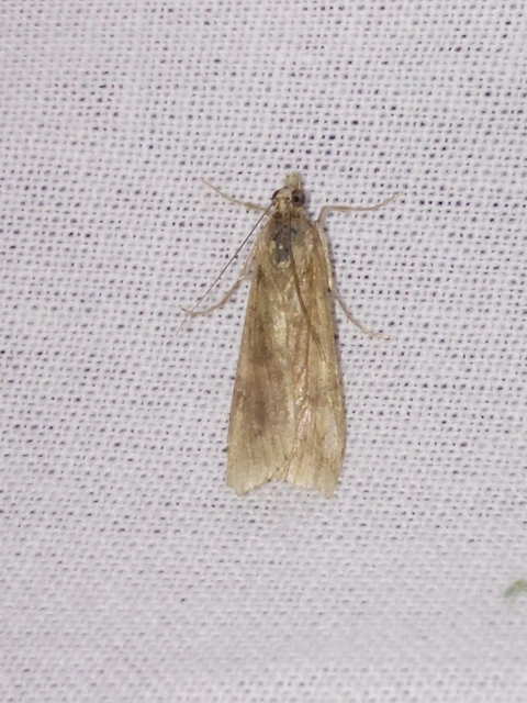 Nomophila noctuella - közönséges vándormoly