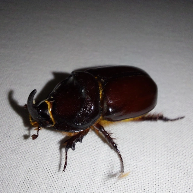 Oryctes nasicornis - orrszarvú bogár