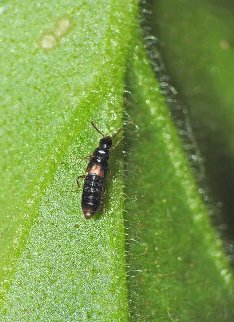 Crataraea suturalis - szegélyes pudvaholyva