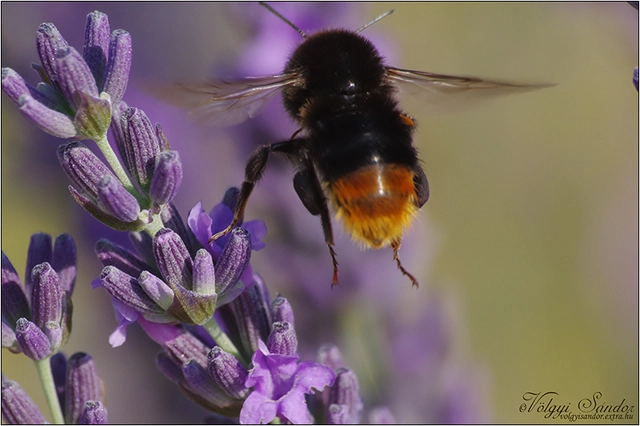 Bombus lapidarius - kövi poszméh