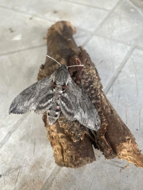 Agrius convolvuli - szulákszender