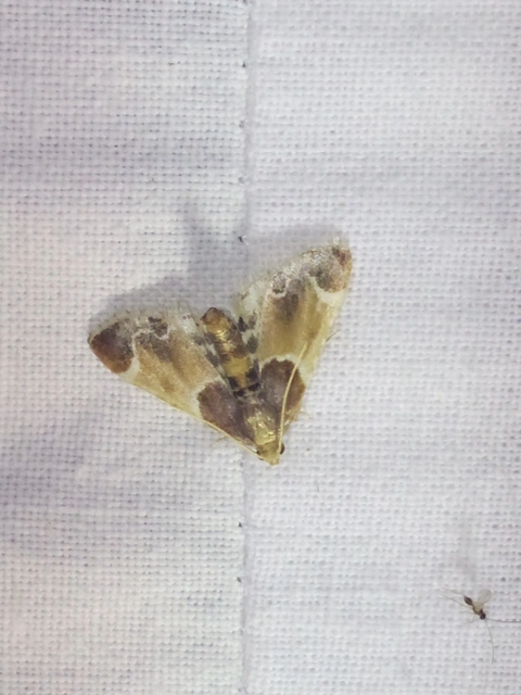 Pyralis farinalis - lisztilonca