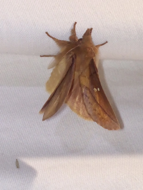 Euthrix potatoria - szomjas pohók