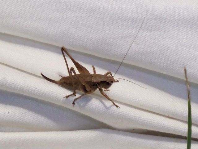Pholidoptera griseoaptera - szürke avarszöcske