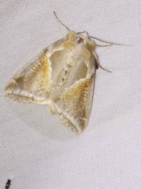 fehérsávos pihésszövő - Habrosyne pyritoides