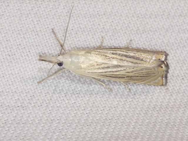 Chrysoteuchia culmella - kerti fűgyökérmoly