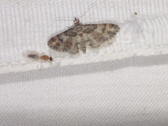 Gymnoscelis rufifasciata - vöröscsíkos törpearaszoló