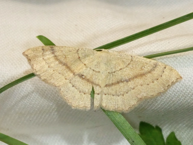Cyclophora linearia - vonalas pettyesaraszoló