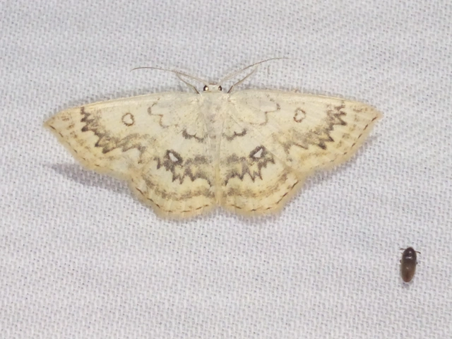 Cyclophora annularia - gyűrűs pettyesaraszoló