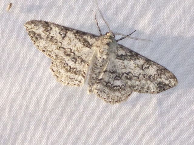 Ascotis selenaria - holdas faaraszoló