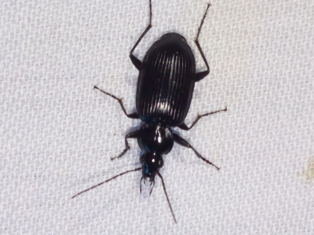 Agonum lugens - mocsári kisfutó Agonum lugens - mocsári kisfutó