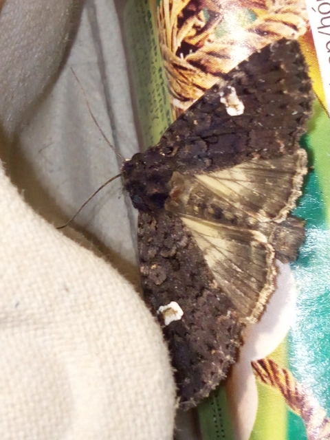 Melanchra persicariae - fehérfoltos kertibagoly
