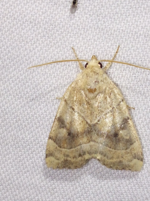 Cosmia trapezina - közönséges lombbagoly