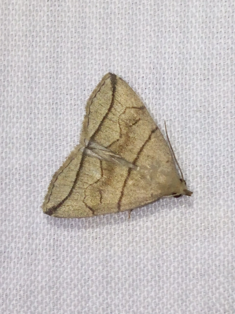Herminia grisealis - ligeti karcsúbagoly