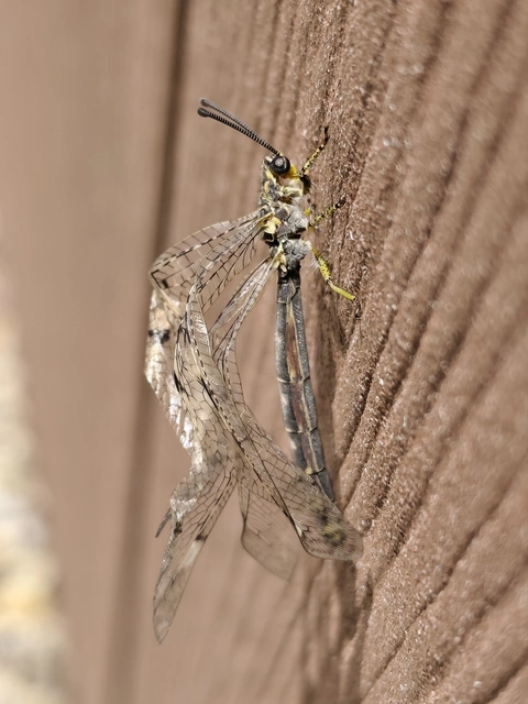 Distoleon tetragrammicus - négyfoltos hangyaleső