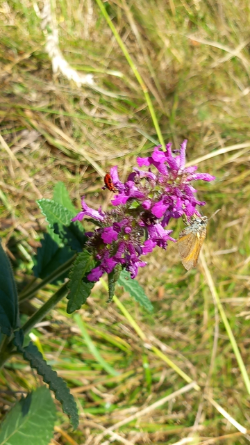 Thymelicus lineola - vonalas busalepke