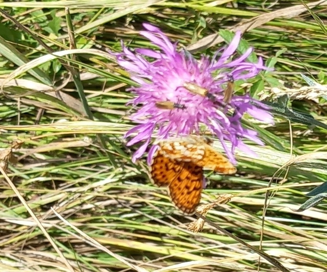 Boloria selene - fakó gyöngyházlepke