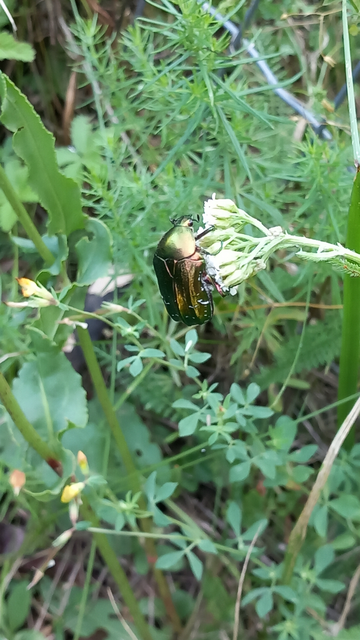 Cetonia aurata - aranyos virágbogár