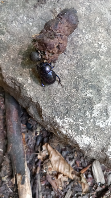 Anoplotrupes stercorosus - erdei álganéjtúró