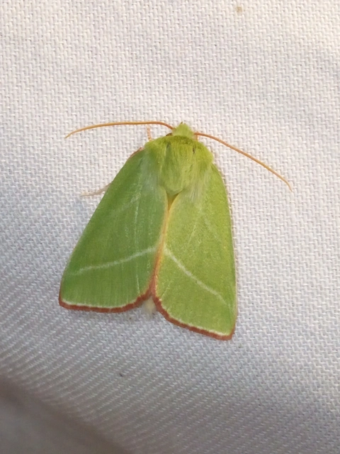 Pseudoips prasinana - bükkfa-zöldbagoly