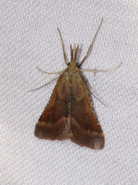Synaphe punctalis - hosszúlábú fényilonca