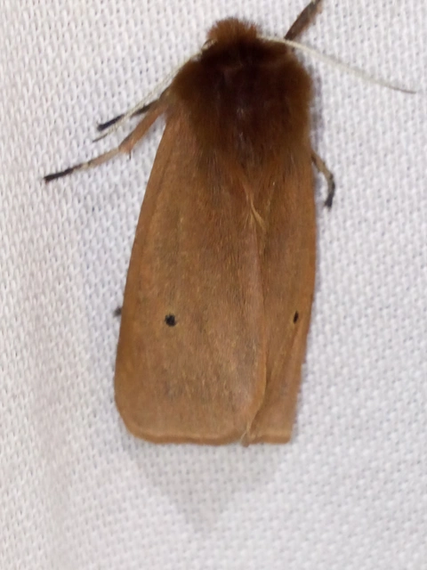 Phragmatobia fuliginosa - füstös medvelepke