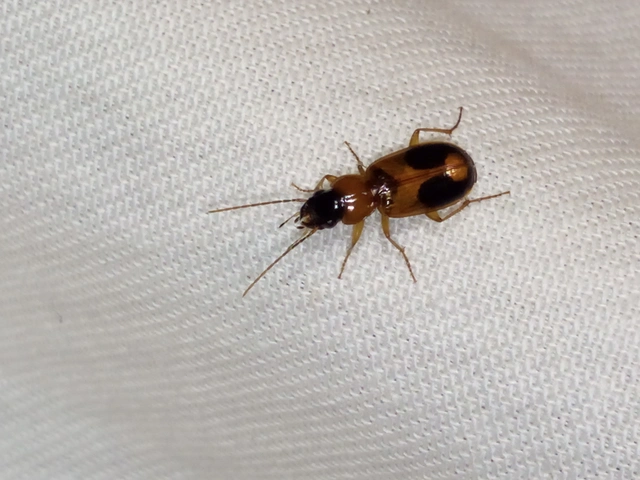 Badister meridionalis - közönséges posványfutonc