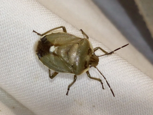 Chlorochroa pinicola