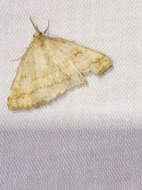 Polypogon gryphalis - láperdei karcsúbagoly