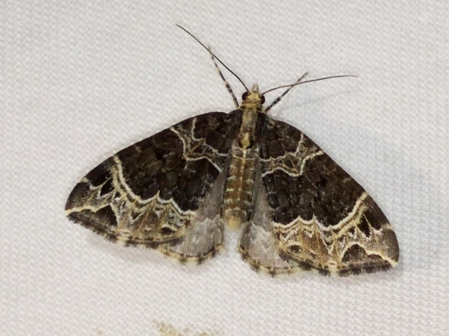 Ecliptopera silaceata - barna tarkaaraszoló