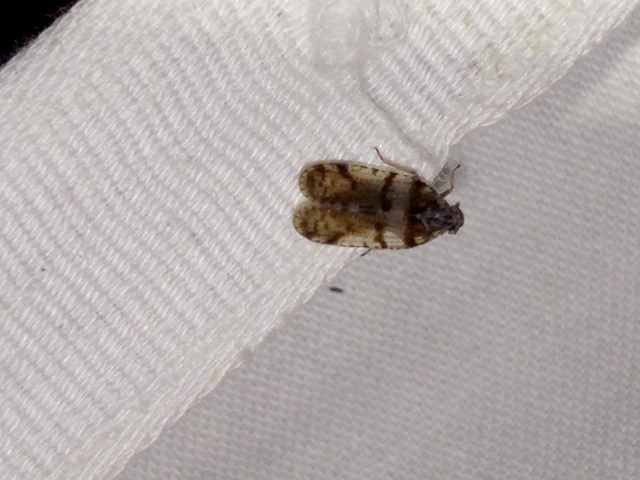 Cixius