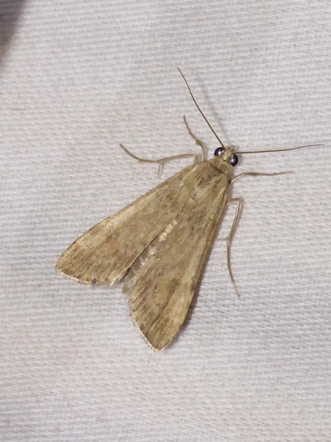 Nomophila noctuella - közönséges vándormoly