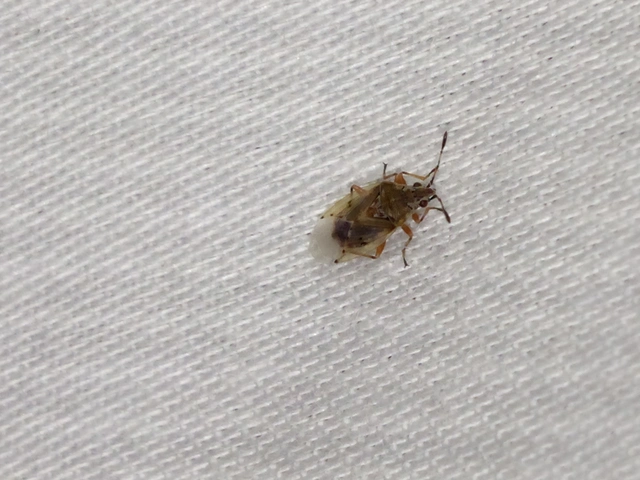 Kleidocerys resedae - nyírbodobács