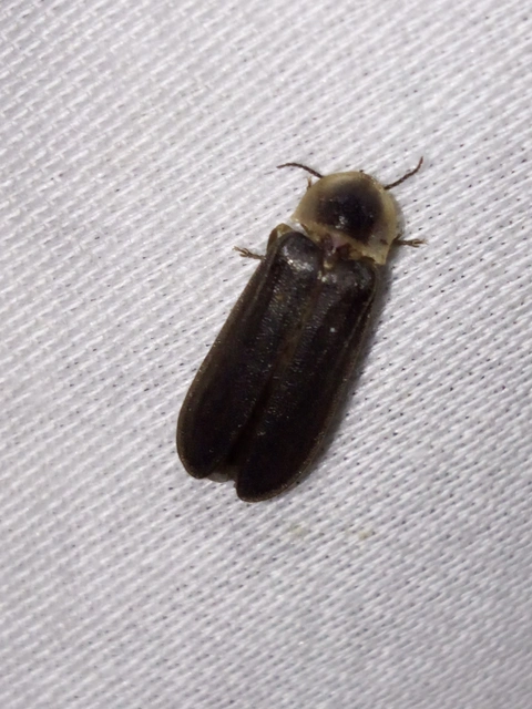 Lampyris noctiluca - nagy szentjánosbogár