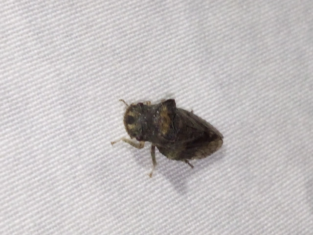 Ledra aurita - füleskabóca