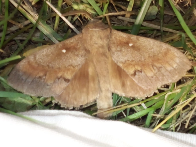 Dendrolimus pini - fenyőpohók