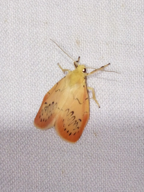 Miltochrista miniata - piros medvelepke