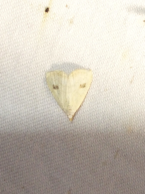 Rivula sericealis - selymes lórombagoly