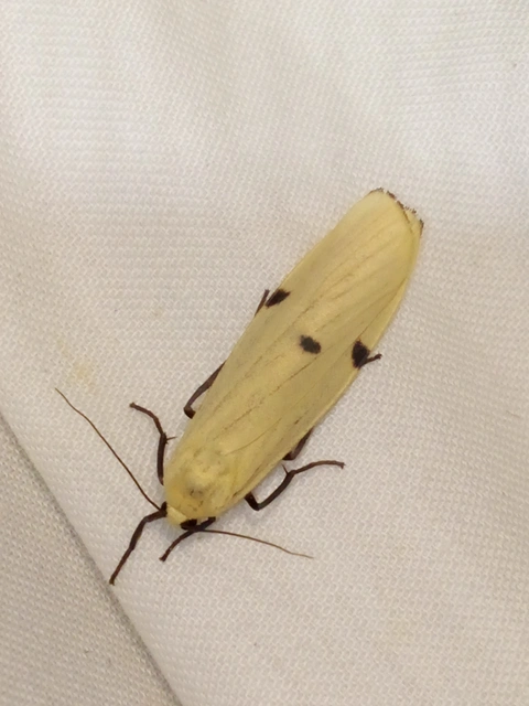 négypettyes zuzmószövő - Lithosia quadra