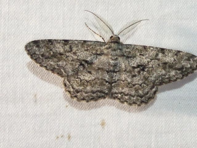 nagy tölgyfaaraszoló - Hypomecis roboraria