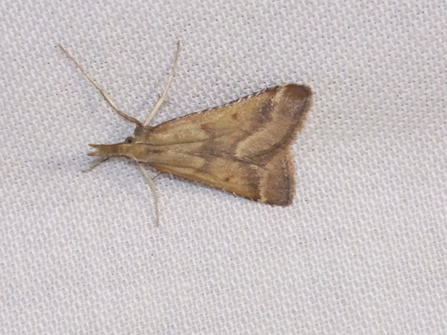 Synaphe punctalis - hosszúlábú fényilonca
