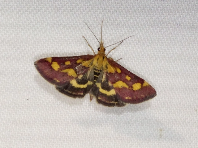 Pyrausta purpuralis - közönséges bíbormoly