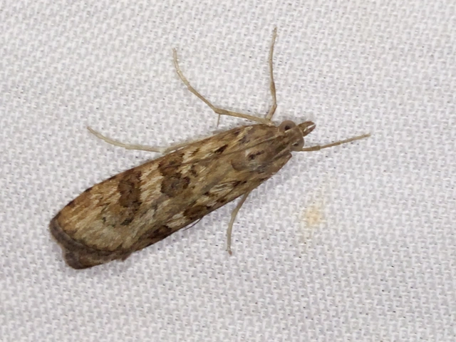 Nomophila noctuella - közönséges vándormoly
