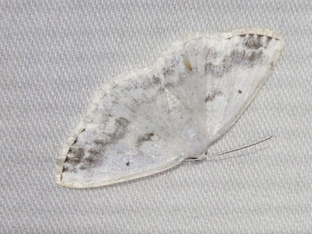 Lomographa temerata - foltos fehéraraszoló